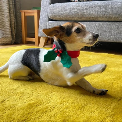 Christmas ornament dog collar bell holly